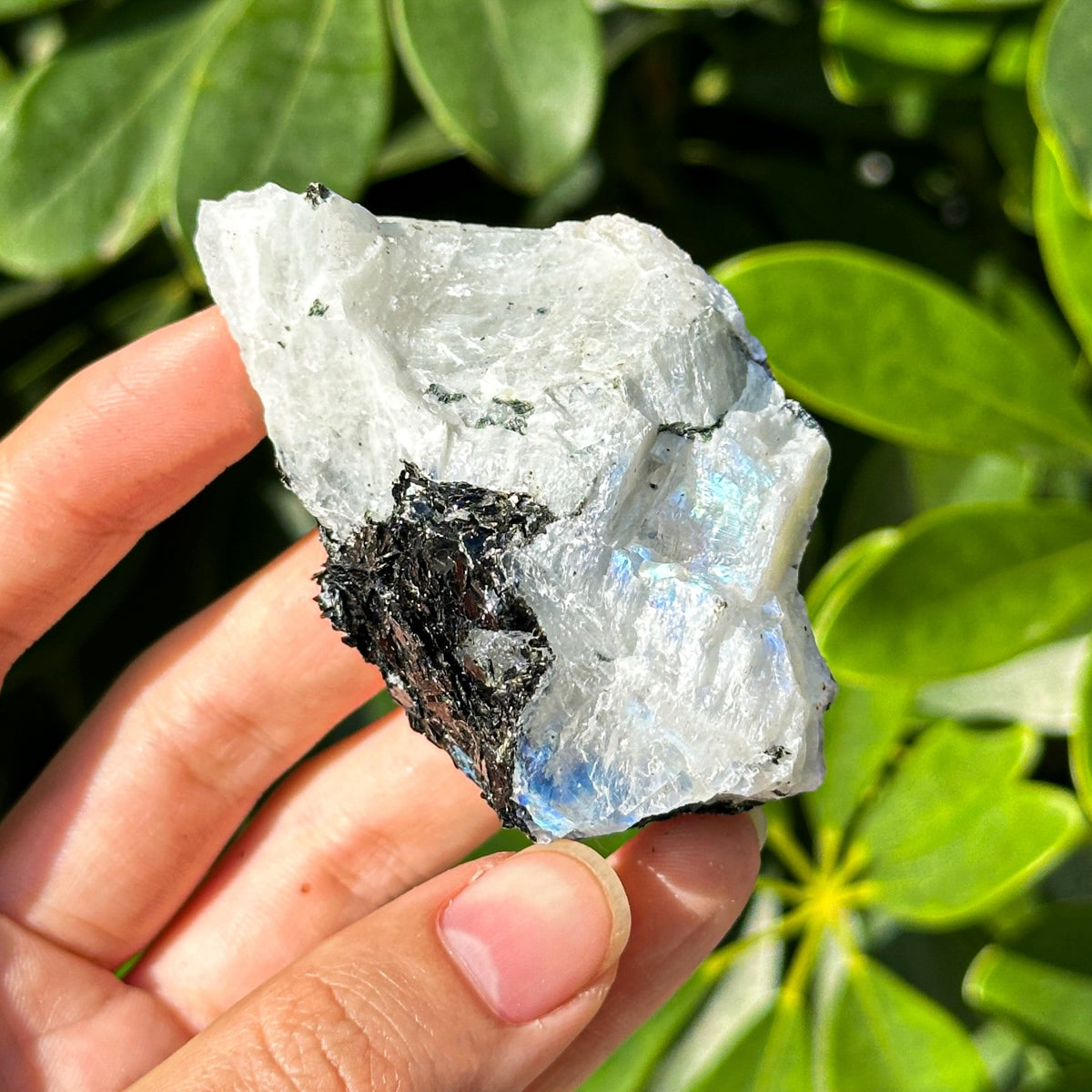 500g "Raw Moonstone with Tourmaline Inclusions – Iridescent Stones for Energy Work and Collecting"