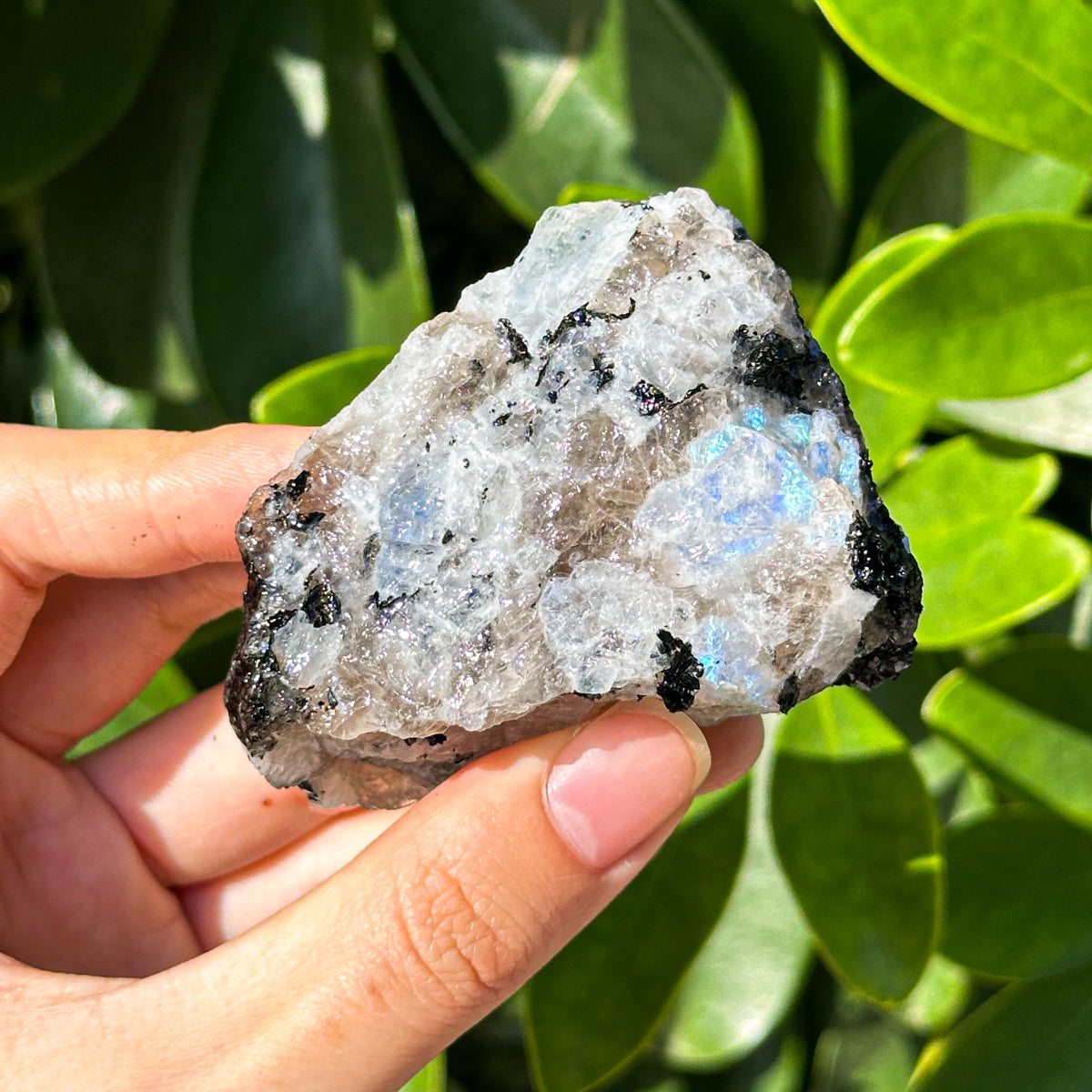 500g "Raw Moonstone with Tourmaline Inclusions – Iridescent Stones for Energy Work and Collecting"