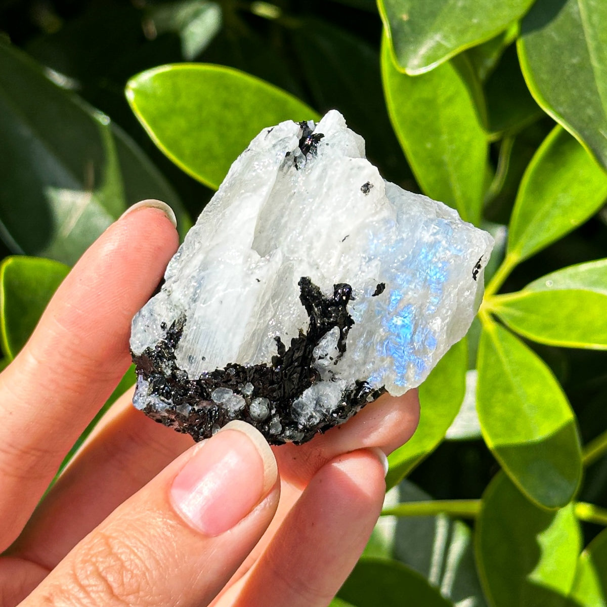 500g "Raw Moonstone with Tourmaline Inclusions – Iridescent Stones for Energy Work and Collecting"