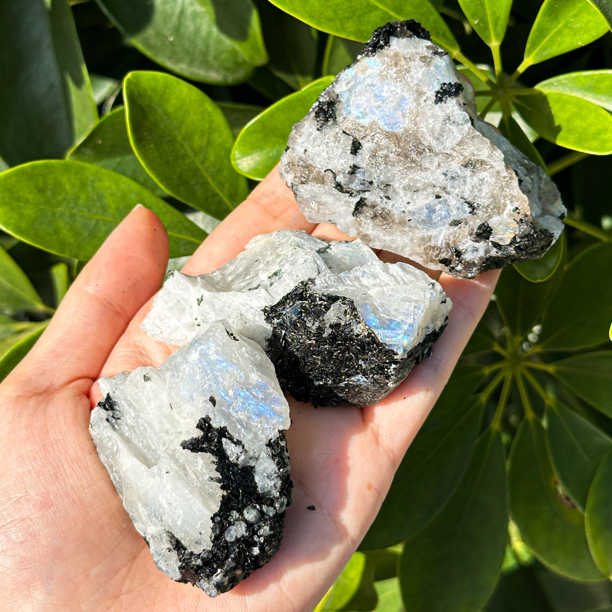 500g "Raw Moonstone with Tourmaline Inclusions – Iridescent Stones for Energy Work and Collecting"